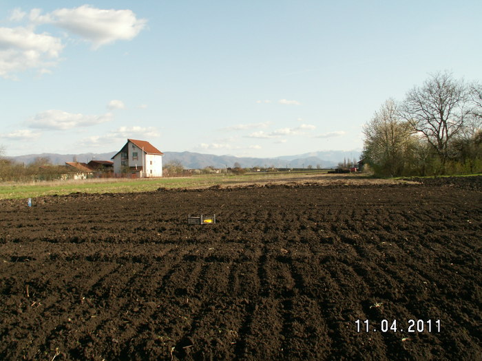 straturi pregatite pentru plantat - plantare bulbi de tuberoze 2011