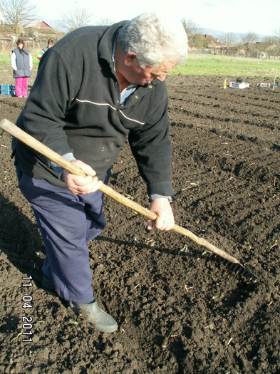 pregatirea terenului pentru plantat - plantare bulbi de tuberoze 2011