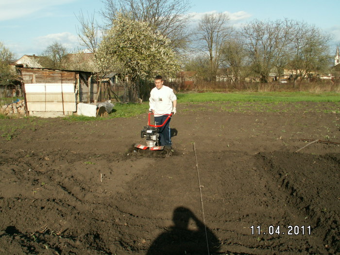 pregatirea terenului cu motosapa - plantare bulbi de tuberoze 2011