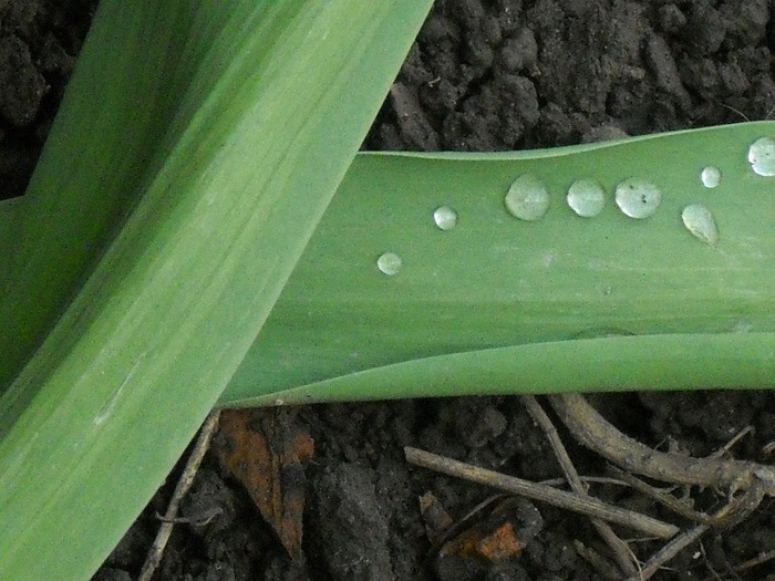 Lacrima cerului Lacrima cerului