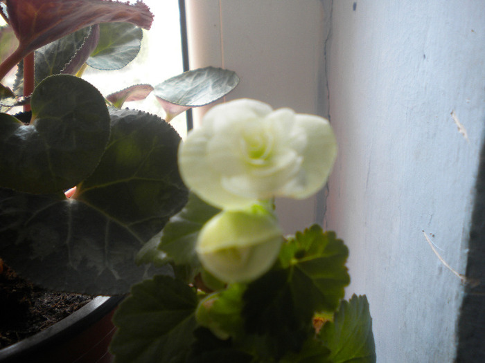 DSCN0637