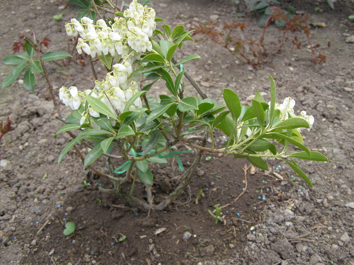 Pieris