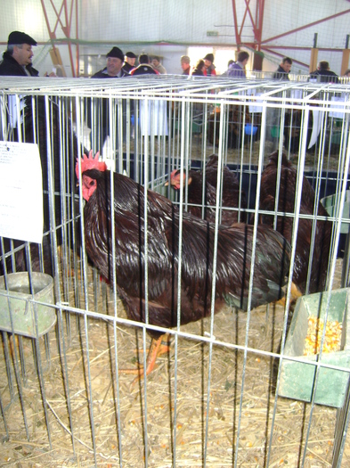 DSC01163 - Expozitie Caransebes dec 2010