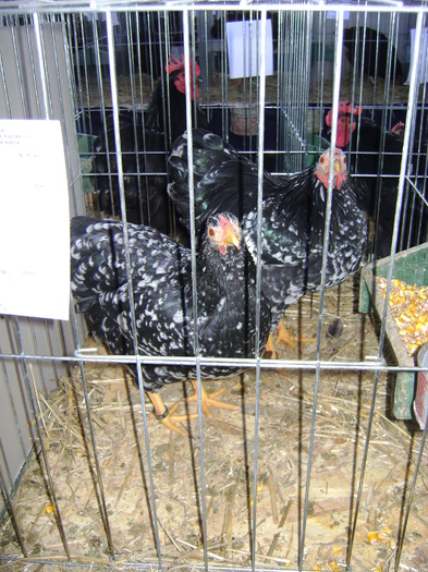 DSC01164 - Expozitie Caransebes dec 2010