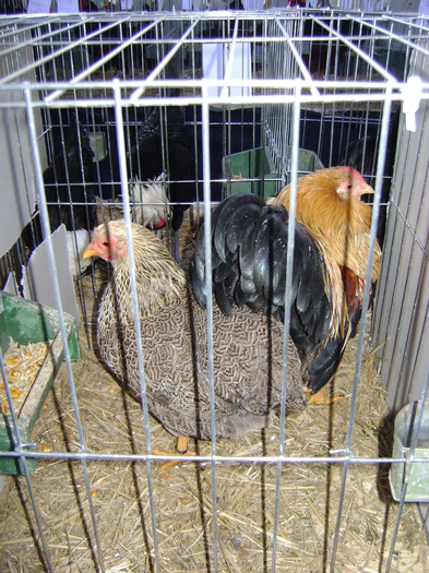 DSC01165 - Expozitie Caransebes dec 2010