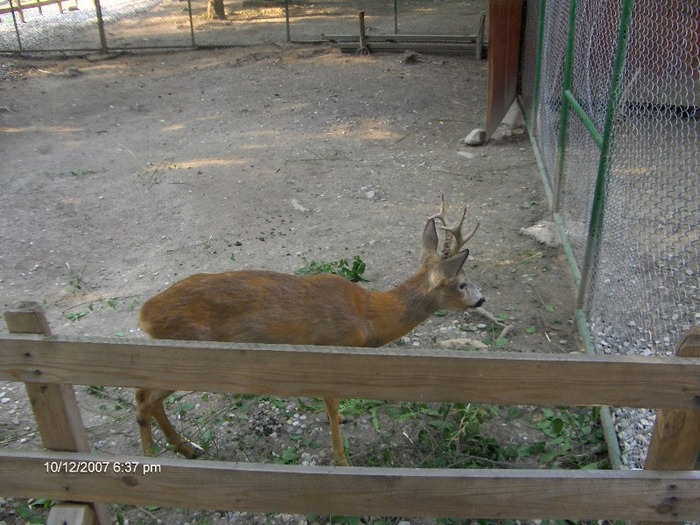 caprioara in parc