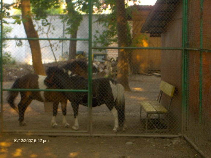 ponei in parc - Animalute si nu numai