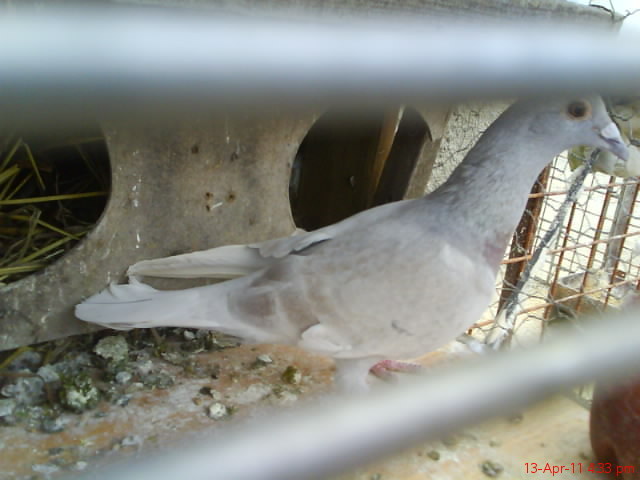 vanduta - porumbei voiajori 2011