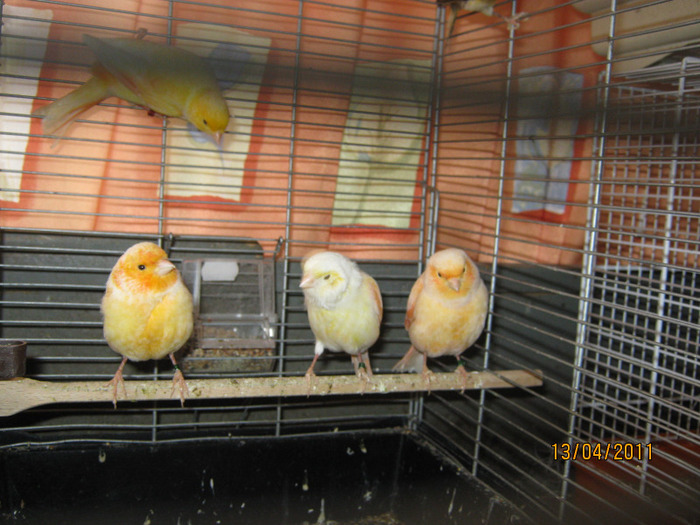 Canari