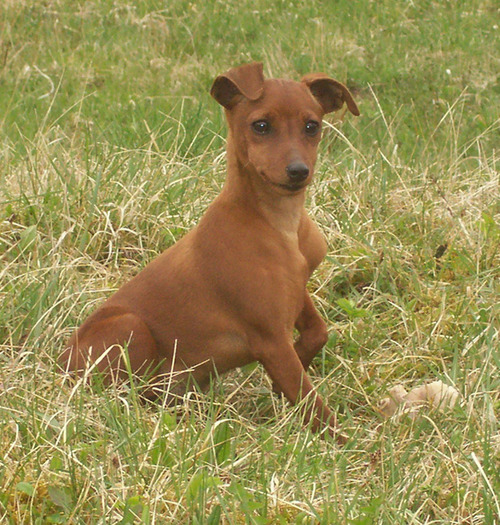 Picture 310.jpg1 - catei pinscher