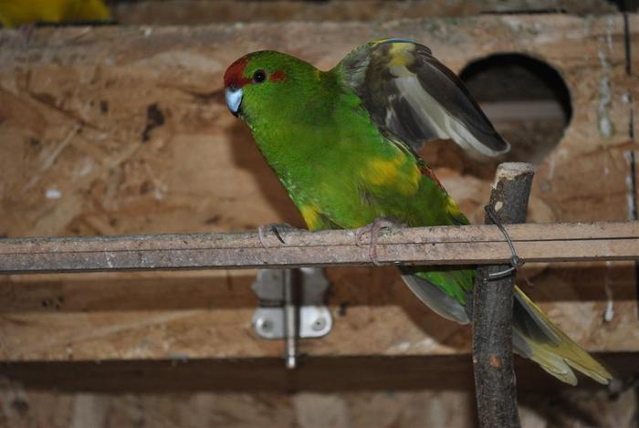 Femela Capra Verde - Papagali Capra