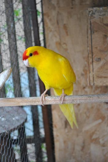 Mascul Capra Galben - Papagali Capra