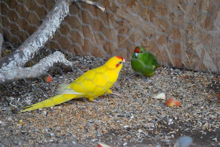 Pereche Capra Galben cu Verde - Papagali Capra
