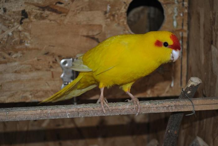 Mascul Capra Galben - Papagali Capra