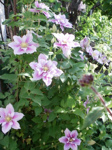 P5140050 - Gradina de flori 2010