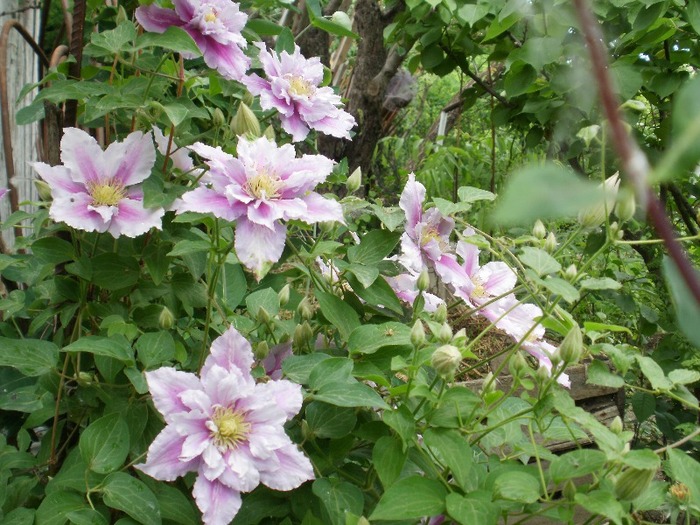 P5160162a - Gradina de flori 2010