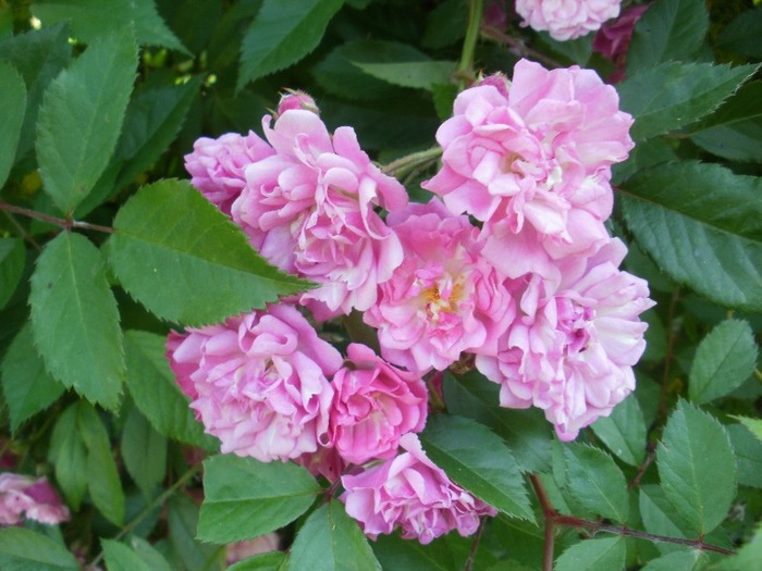 P5280017 - Gradina de flori 2010