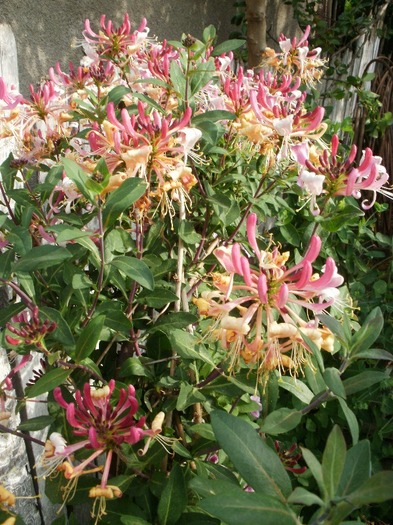 P5290056