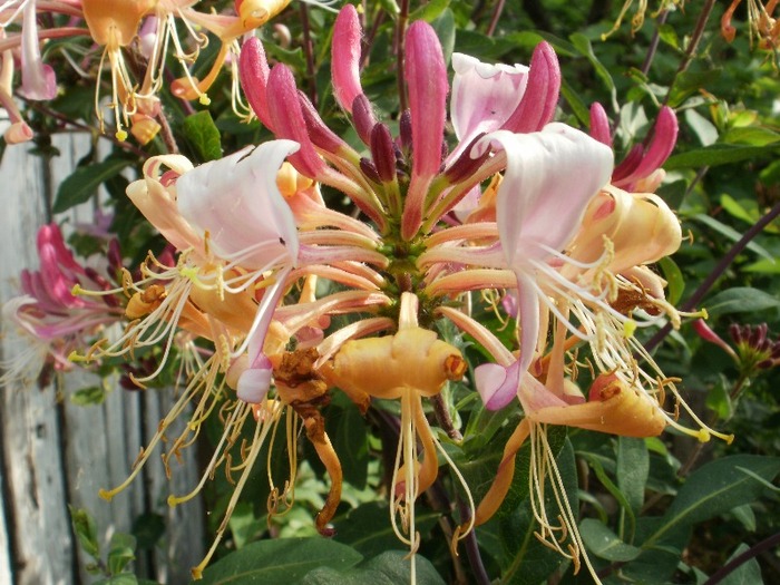 P5290058