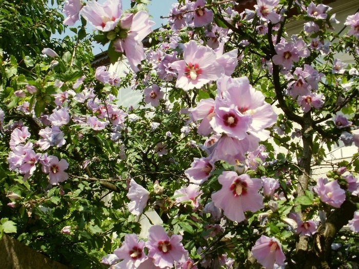 P6280004