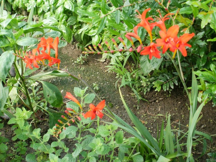 P7030059