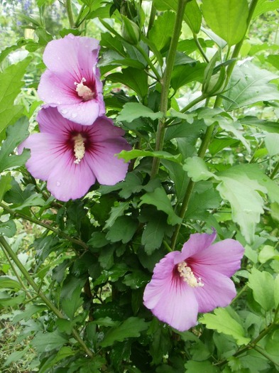 P7060014