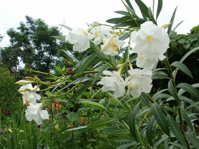 P7060051