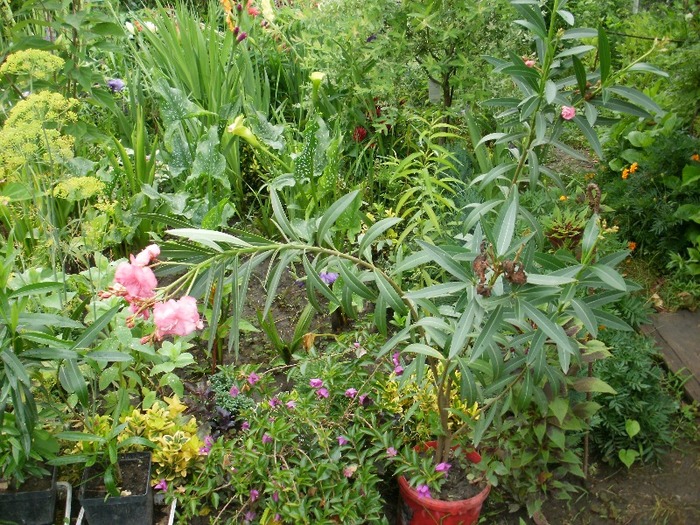 P7060063