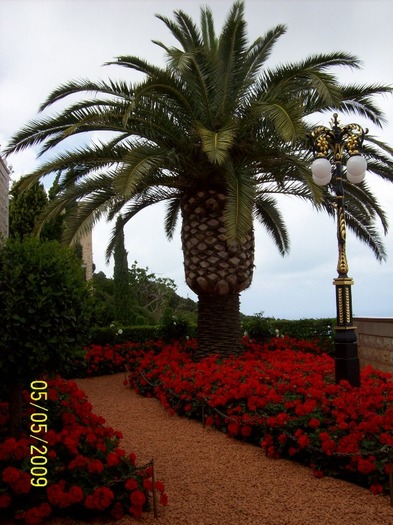 O SPLENDIDA GRADINA  BAHAI-HAIFA-ISRAEL....