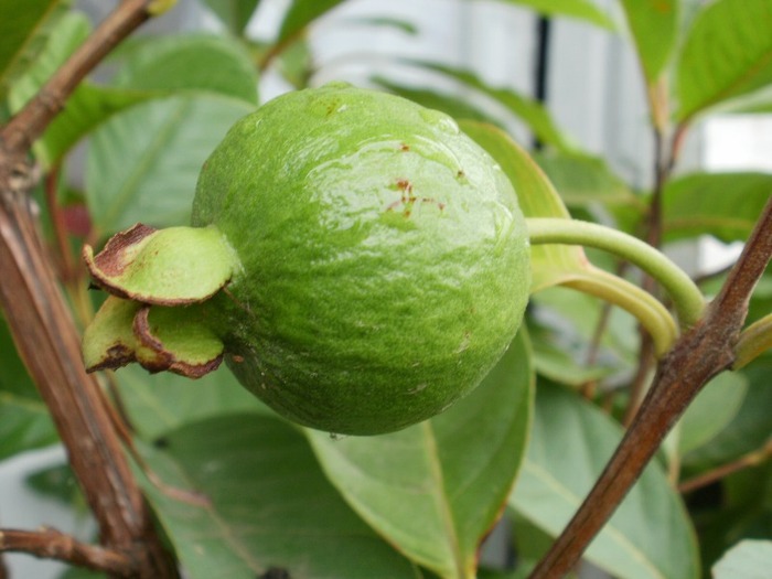 Fruct Guava