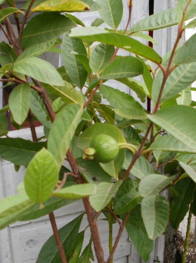 Guava cu fructe