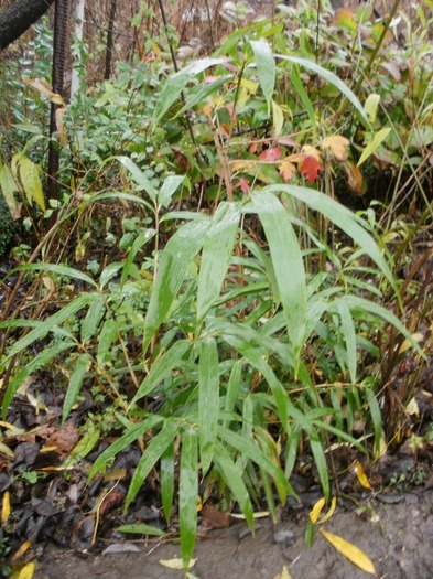 Bamboo Fargesia Murielae - Gradina de flori 2010