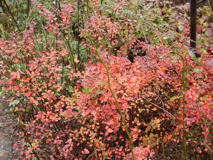 Berberis - Gradina de flori 2010