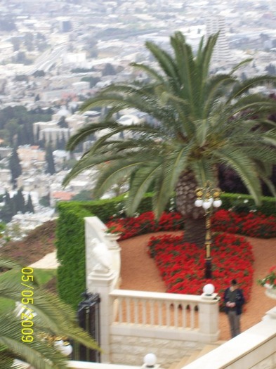 PALMIER LA HAIFA ..