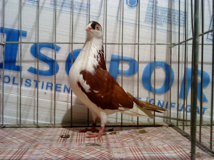 Dat in Ploiesti - D- Porumbei JUCATORI DE GALATI VANDUTI Album 1