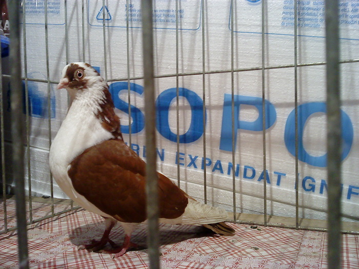 Data in Ploiesti - D- Porumbei JUCATORI DE GALATI VANDUTI Album 1