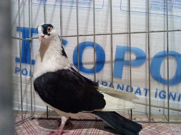 Dat la Dan in Bucuresti - D- Porumbei JUCATORI DE GALATI VANDUTI Album 1