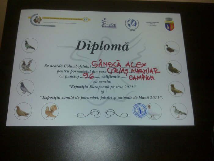 diploma cluj 2011 - rezultate si premii expozitii