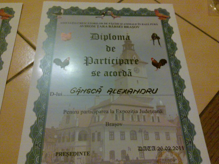 diploma brasov 2011 - rezultate si premii expozitii