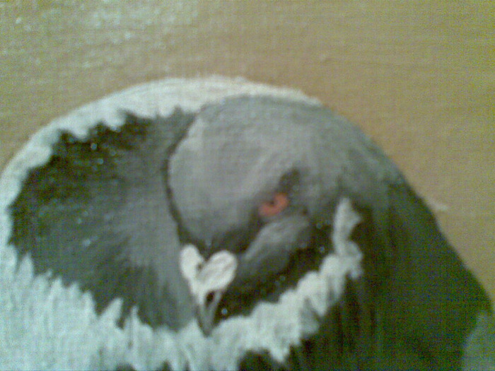 2011 - tablouri porumbei