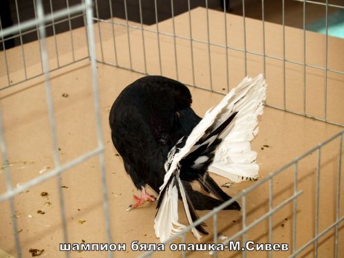  - Porumbelul voltat in lume-Fantail of the world