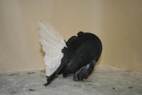  - Porumbelul voltat in lume-Fantail of the world
