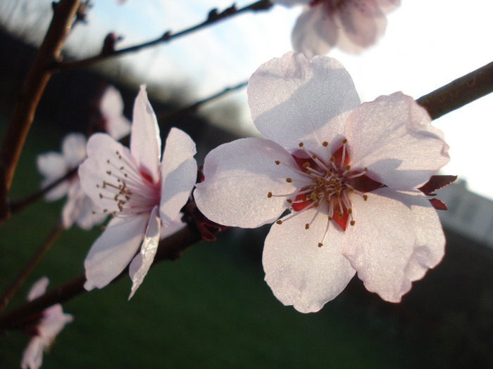 Prunus persica Davidii (2011, April 07)