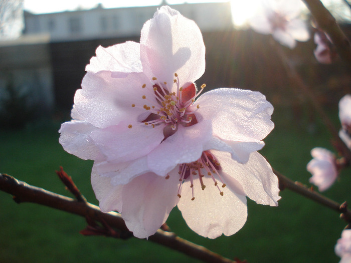 Prunus persica Davidii (2011, April 07)