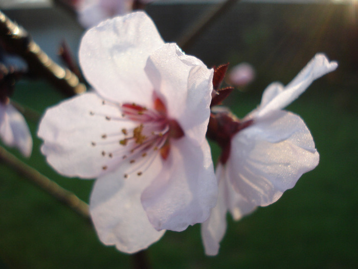 Prunus persica Davidii (2011, April 07) - Prunus persica Davidii