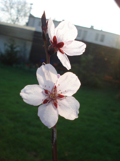 Prunus persica Davidii (2011, April 07)