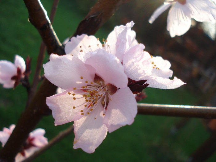 Prunus persica Davidii (2011, April 07) - Prunus persica Davidii