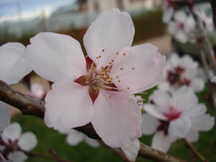 Prunus persica Davidii (2011, April 10) - Prunus persica Davidii