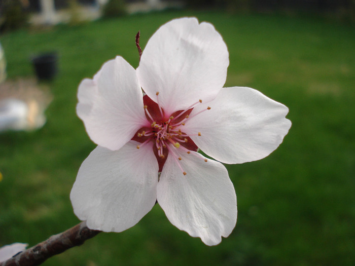 Prunus persica Davidii (2011, April 10)