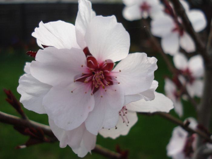 Prunus persica Davidii (2011, April 10)